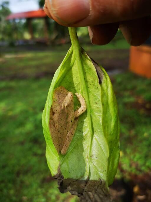 Greenhouse Loft Miravalles Aguas Claras  Luaran gambar
