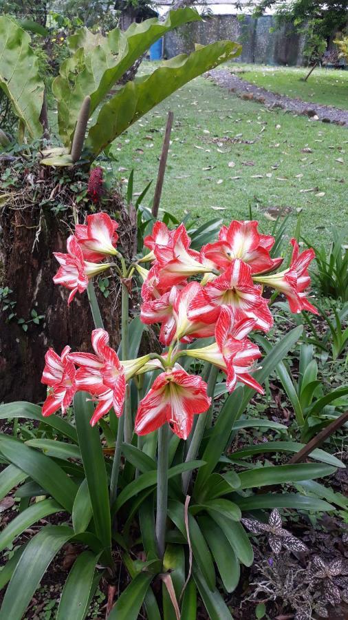 Greenhouse Loft Miravalles Aguas Claras  Luaran gambar